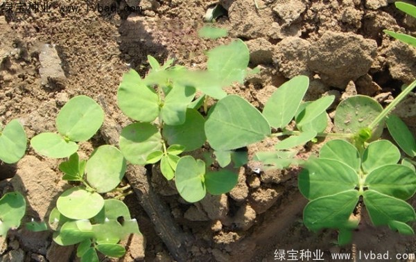 決明子<a href='http://www.njszjj.com/' target='_blank'>種子</a>
