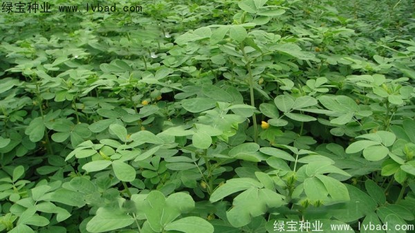 <a href='http://www.njszjj.com/yaocaizhongzi/2357.html' target='_blank'>決明子</a><a href='http://www.njszjj.com/' target='_blank'>種子</a>