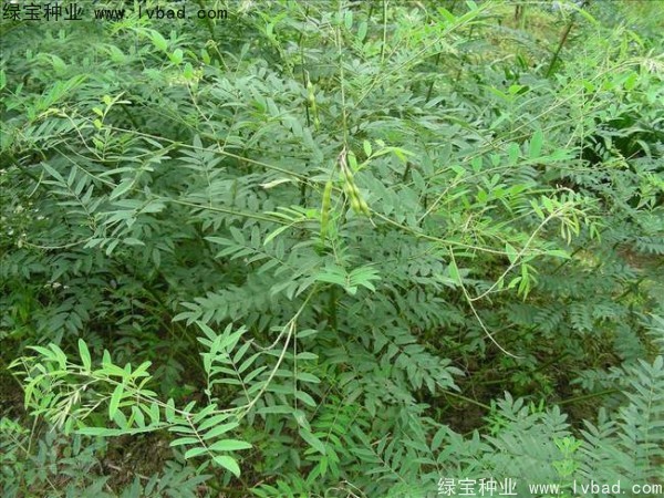 <a href='http://www.njszjj.com/yaocaizhongzi/2358.html' target='_blank'>苦參種子</a>