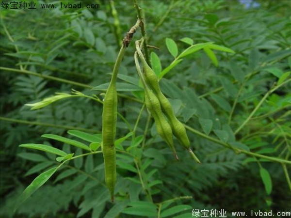 <a href='http://www.njszjj.com/yaocaizhongzi/2358.html' target='_blank'>苦參種子</a>