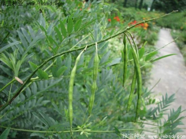 <a href='http://www.njszjj.com/yaocaizhongzi/2358.html' target='_blank'>苦參種子</a>