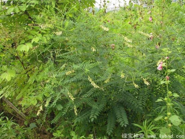 苦參<a href='http://www.njszjj.com/' target='_blank'>種子</a>