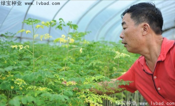 <a href='http://www.njszjj.com/yaocaizhongzi/2359.html' target='_blank'>辣木樹種子</a>