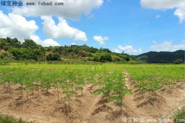 辣木樹<a href='http://www.njszjj.com/' target='_blank'>種子</a>
