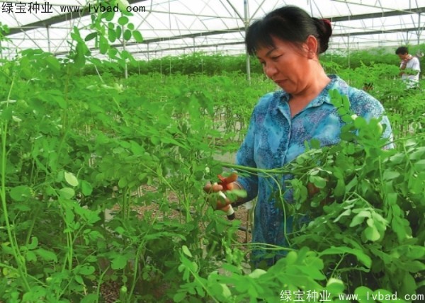 <a href='http://www.njszjj.com/yaocaizhongzi/2359.html' target='_blank'>辣木樹種子</a>