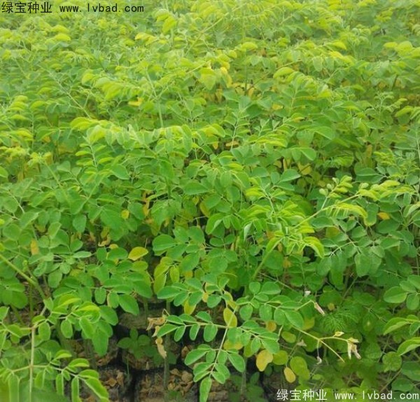 辣木樹<a href='http://www.njszjj.com/' target='_blank'>種子</a>