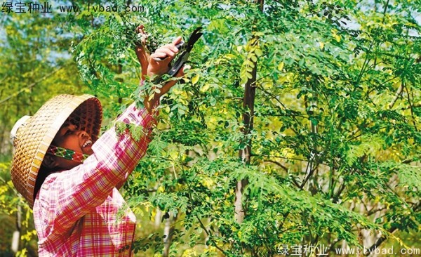 <a href='http://www.njszjj.com/yaocaizhongzi/2359.html' target='_blank'>辣木樹種子</a>