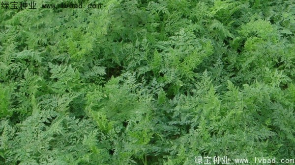 <a href='http://www.njszjj.com/yaocaizhongzi/2360.html' target='_blank'>南沙種子</a>