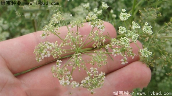 <a href='http://www.njszjj.com/yaocaizhongzi/2360.html' target='_blank'>南沙種子</a>