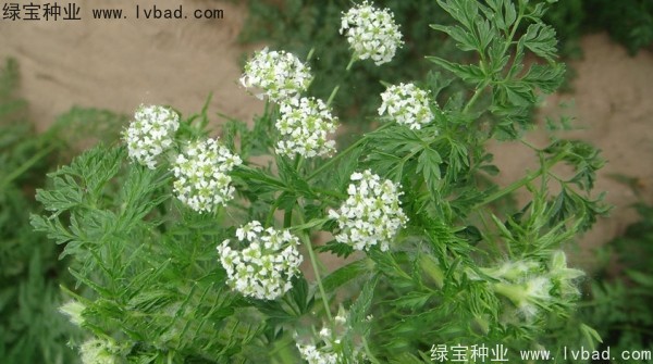 <a href='http://www.njszjj.com/yaocaizhongzi/2360.html' target='_blank'>南沙種子</a>