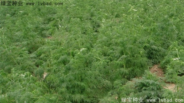 <a href='http://www.njszjj.com/yaocaizhongzi/2360.html' target='_blank'>南沙</a><a href='http://www.njszjj.com/' target='_blank'>種子</a>
