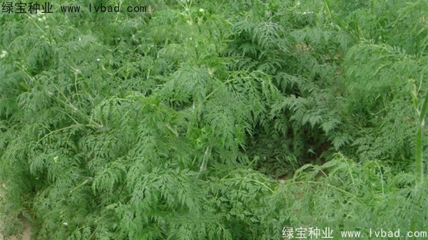 <a href='http://www.njszjj.com/yaocaizhongzi/2360.html' target='_blank'>南沙</a><a href='http://www.njszjj.com/' target='_blank'>種子</a>