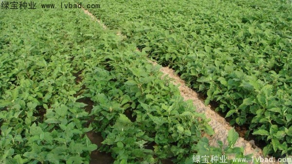 <a href='http://www.njszjj.com/yaocaizhongzi/2361.html' target='_blank'>牛夕子</a><a href='http://www.njszjj.com/' target='_blank'>種子</a>