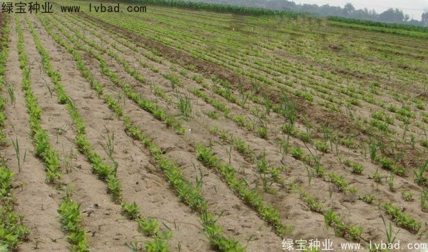 <a href='http://www.njszjj.com/yaocaizhongzi/2361.html' target='_blank'>牛夕子種子</a>