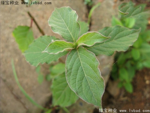 <a href='http://www.njszjj.com/yaocaizhongzi/2362.html' target='_blank'>牛膝種子</a>