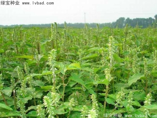<a href='http://www.njszjj.com/yaocaizhongzi/2362.html' target='_blank'>牛膝種子</a>