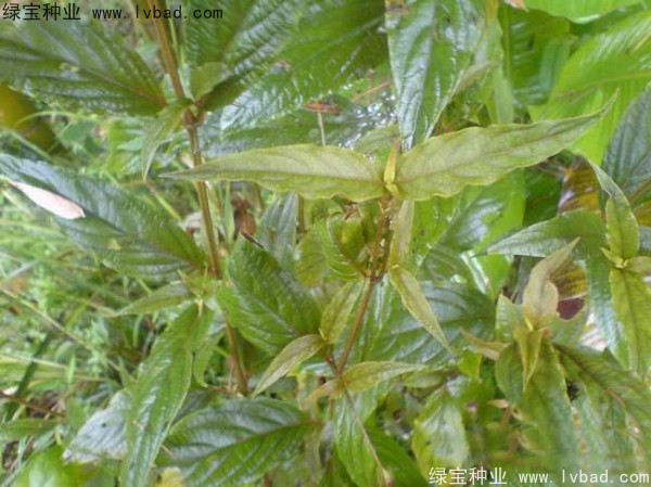 牛膝<a href='http://www.njszjj.com/' target='_blank'>種子</a>