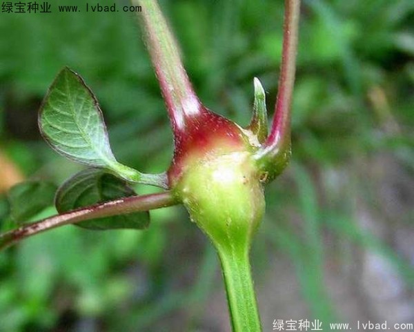 <a href='http://www.njszjj.com/yaocaizhongzi/2362.html' target='_blank'>牛膝種子</a>