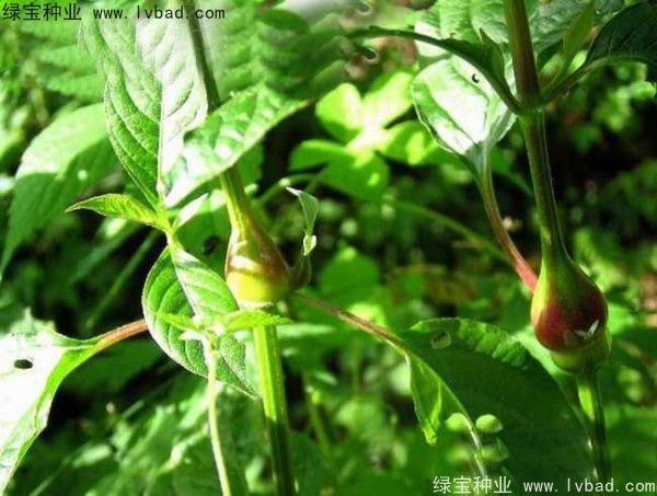牛膝<a href='http://www.njszjj.com/' target='_blank'>種子</a>