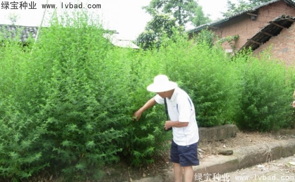 青蒿<a href='http://www.njszjj.com/' target='_blank'>種子</a>