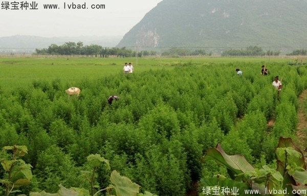 青蒿<a href='http://www.njszjj.com/' target='_blank'>種子</a>