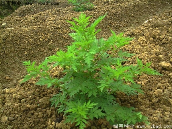 青蒿<a href='http://www.njszjj.com/' target='_blank'>種子</a>