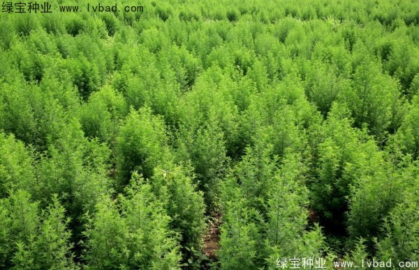 <a href='http://www.njszjj.com/yaocaizhongzi/2363.html' target='_blank'>青蒿種子</a>