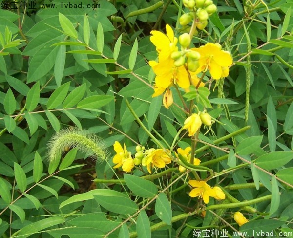 <a href='http://www.njszjj.com/yaocaizhongzi/2366.html' target='_blank'>蛇滅門種子</a>