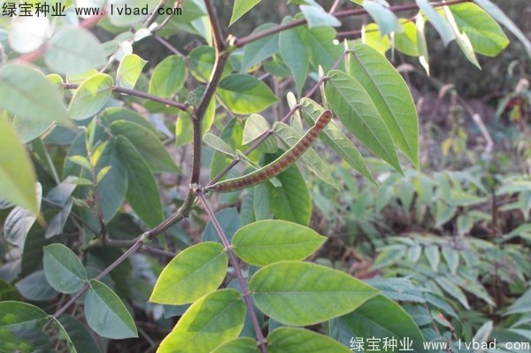 蛇滅門<a href='http://www.njszjj.com/' target='_blank'>種子</a>