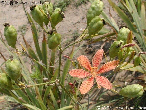 射干<a href='http://www.njszjj.com/' target='_blank'>種子</a>