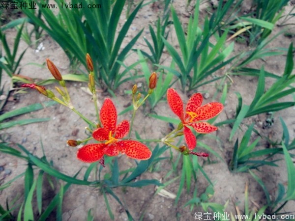 <a href='http://www.njszjj.com/yaocaizhongzi/2367.html' target='_blank'>射干種子</a>