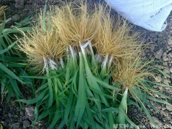 <a href='http://www.njszjj.com/yaocaizhongzi/2367.html' target='_blank'>射干</a><a href='http://www.njszjj.com/' target='_blank'>種子</a>