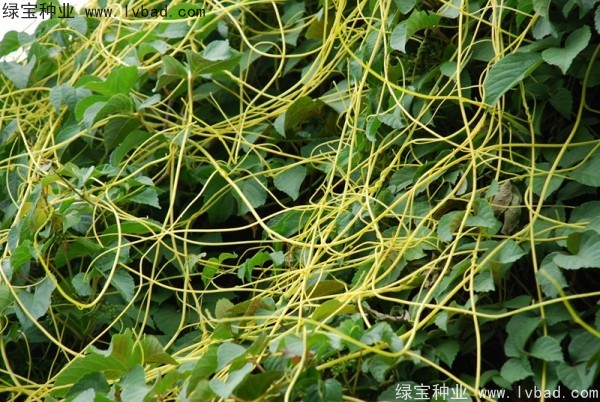 <a href='http://www.njszjj.com/yaocaizhongzi/2369.html' target='_blank'>菟絲子種子</a>