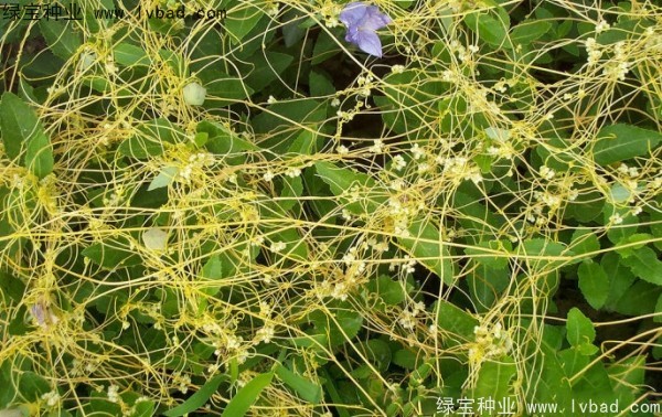 <a href='http://www.njszjj.com/yaocaizhongzi/2369.html' target='_blank'>菟絲子種子</a>