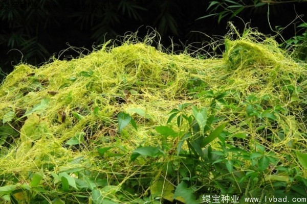 <a href='http://www.njszjj.com/yaocaizhongzi/2369.html' target='_blank'>菟絲子</a><a href='http://www.njszjj.com/' target='_blank'>種子</a>