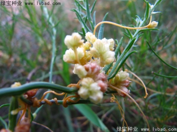 <a href='http://www.njszjj.com/yaocaizhongzi/2369.html' target='_blank'>菟絲子種子</a>