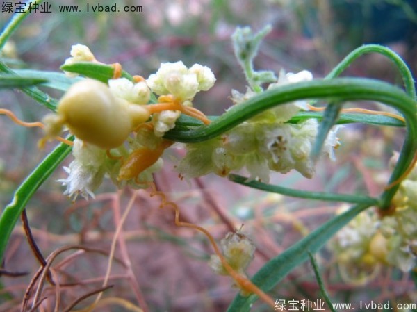 菟絲子<a href='http://www.njszjj.com/' target='_blank'>種子</a>
