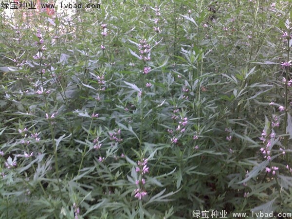 <a href='http://www.njszjj.com/yaocaizhongzi/2370.html' target='_blank'>益母草種子</a>