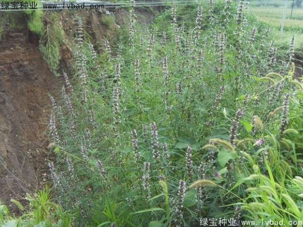 益母草<a href='http://www.njszjj.com/' target='_blank'>種子</a>