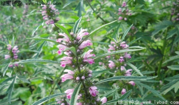 <a href='http://www.njszjj.com/yaocaizhongzi/2370.html' target='_blank'>益母草種子</a>