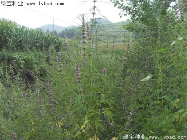 <a href='http://www.njszjj.com/yaocaizhongzi/2370.html' target='_blank'>益母草種子</a>