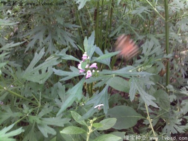 益母草<a href='http://www.njszjj.com/' target='_blank'>種子</a>