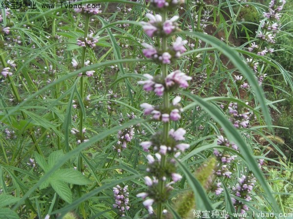 <a href='http://www.njszjj.com/yaocaizhongzi/2370.html' target='_blank'>益母草種子</a>