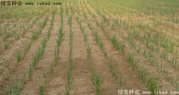 <a href='http://www.njszjj.com/yaocaizhongzi/2371.html' target='_blank'>知母種子</a>