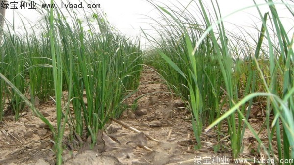 <a href='http://www.njszjj.com/yaocaizhongzi/2371.html' target='_blank'>知母種子</a>