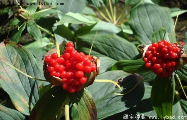 <a href='http://www.njszjj.com/yaocaizhongzi/2373.html' target='_blank'>重樓種子</a>