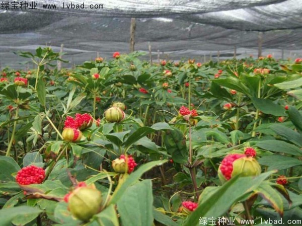 <a href='http://www.njszjj.com/yaocaizhongzi/2373.html' target='_blank'>重樓種子</a>
