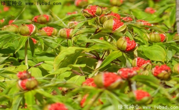 重樓<a href='http://www.njszjj.com/' target='_blank'>種子</a>