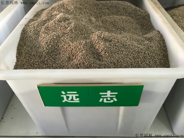 遠(yuǎn)志<a href='http://www.njszjj.com/' target='_blank'>種子</a>圖片