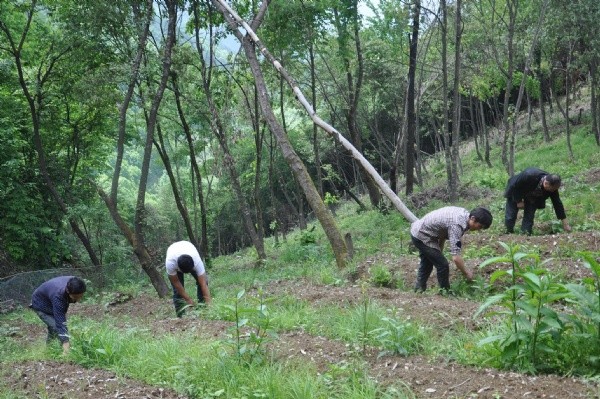 <a href='http://www.njszjj.com/yaocaizhongzi/2368.html' target='_blank'>天麻種子</a>發(fā)芽出苗圖片